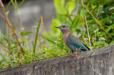 Bird perching on a wall