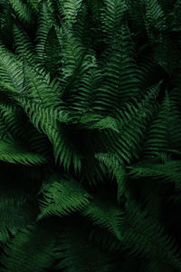 High angle view of fern leaves