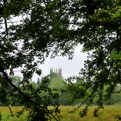 Low angle view of trees against sky