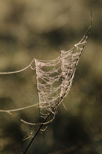 Close-up of spider hanging on web