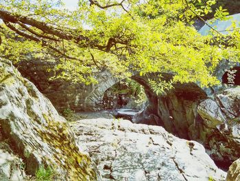 Trees in forest