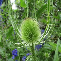 Close-up of plant