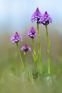 Close-up of purple flowering plant on land