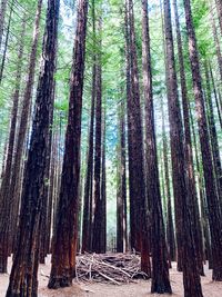 Pine trees in forest