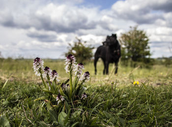 View of an animal on field