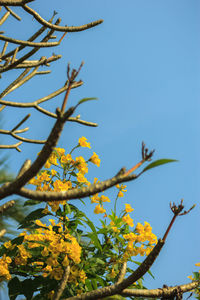 Low angle view of flower tree against clear blue sky