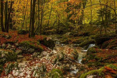 Stream flowing amidst trees in forest during autumn