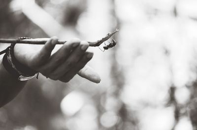 Close-up of hand holding leaf