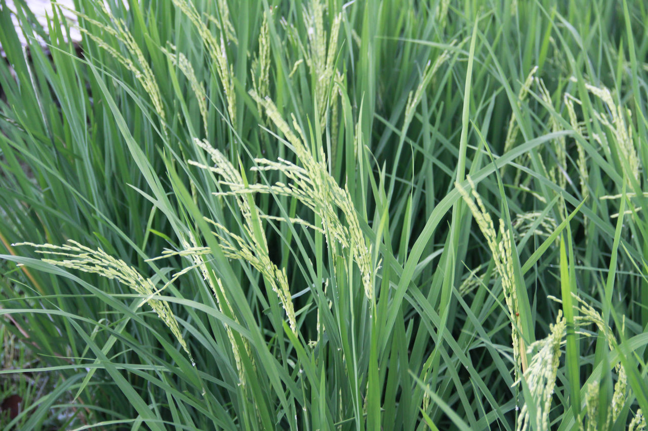 FULL FRAME SHOT OF STALKS IN FIELD AGAINST SKY