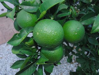 Close-up of fruits growing on plant