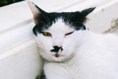 Close-up portrait of a cat