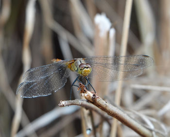 Close-up of dragonfly on twig