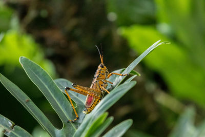 Close-up of grasshopper on plant leaves 