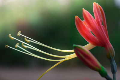 Close-up of red flower bud