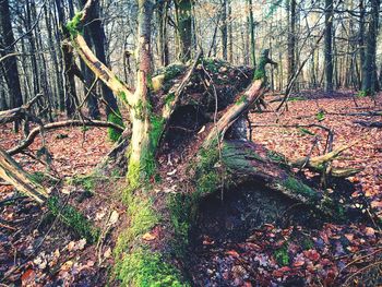 Trees growing outdoors