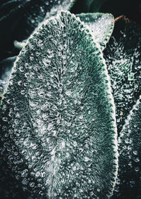 Close-up of frozen succulent plant