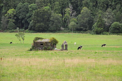 Cows grazing on field against trees