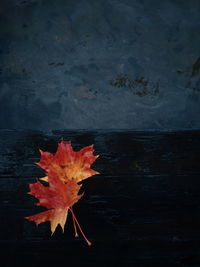 Autumn leaf on water