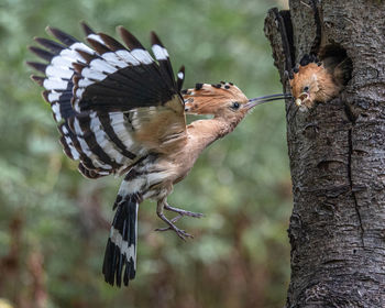 Close-up of bird perching on tree