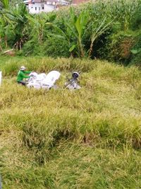 View of bird on land