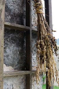 Close-up of dry tied up on wooden wall