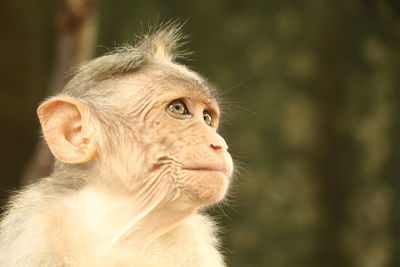 Close-up of a cat looking away