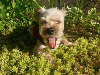 Portrait of dog yawning in grass