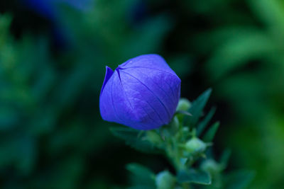 Close-up of purple flowering plant