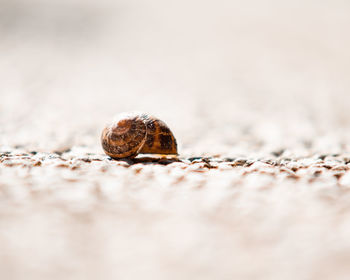 Close-up of shell on rock