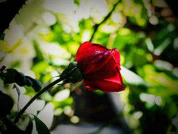 Close-up of red rose