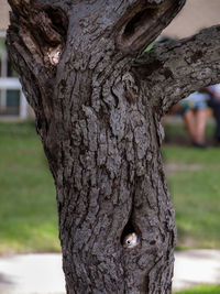 Close-up of tree trunk