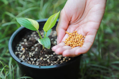 Hand giving fertilizer to homalomena rubescens variegated in flower farm of people living life 