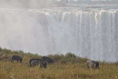 Panoramic view of horse on field