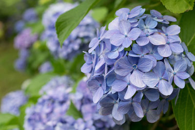 Close-up of purple hydrangea blooming outdoors