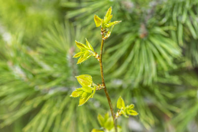 Close-up of leaves on plant