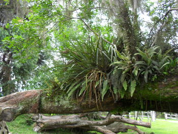 Trees growing in forest