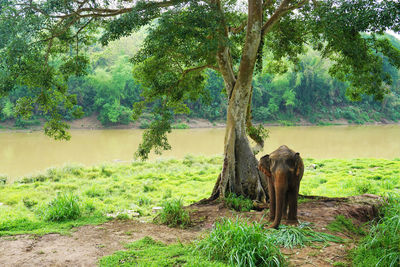 Elephant standing on field against trees