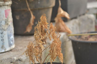 Close-up of dry dried hanging outdoors