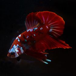 Close-up of fish swimming in sea