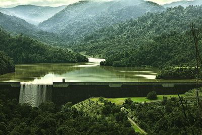 Scenic view of lake in forest