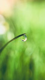 Close-up of water drop on leaf