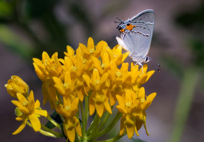 Close-up of butterfly pollinating on yellow flower