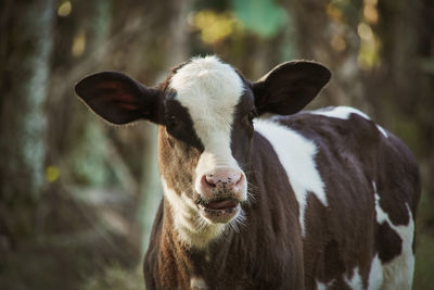 Close-up of cow