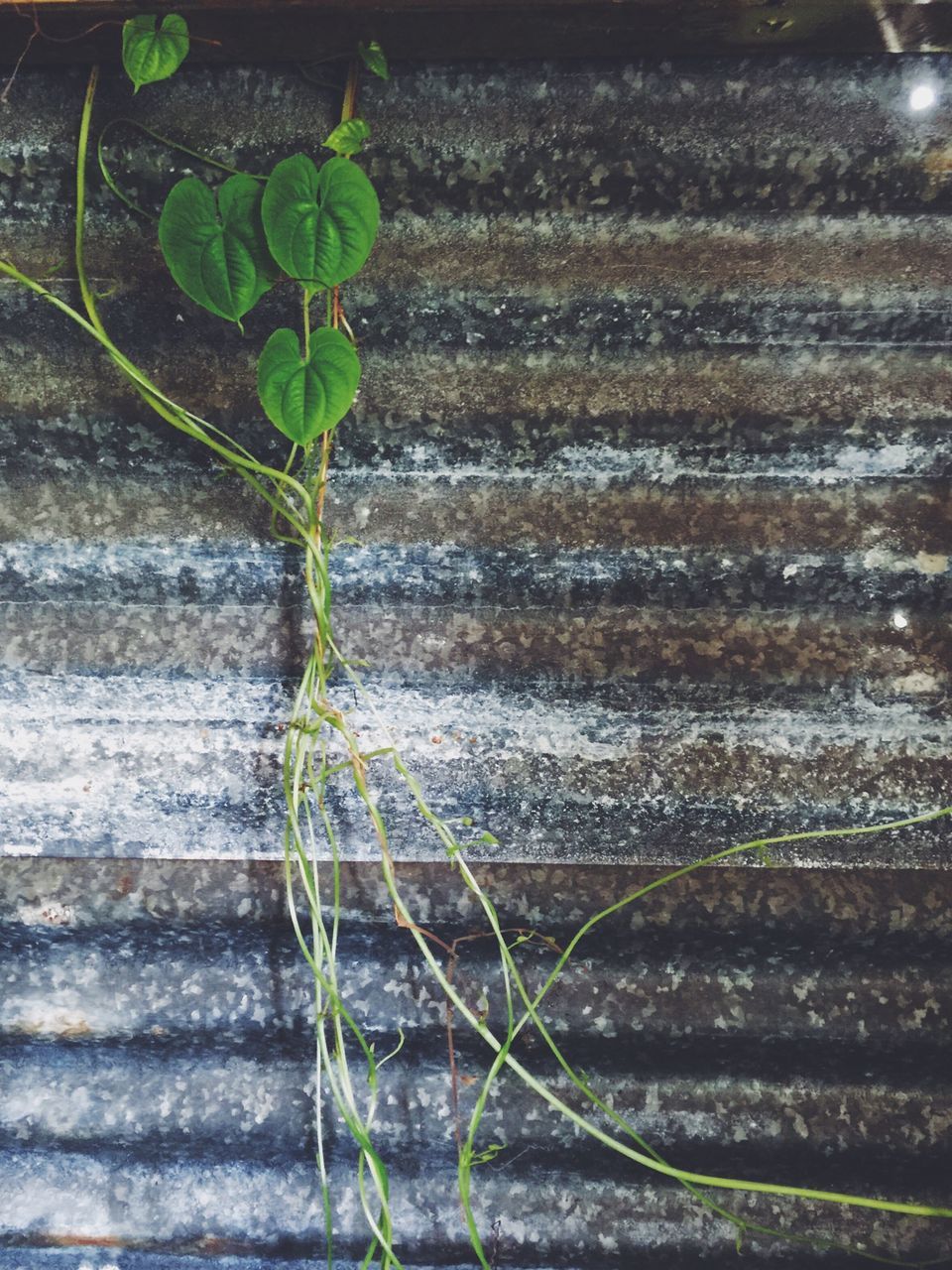 plant, leaf, growth, green color, close-up, nature, growing, outdoors, day, high angle view, no people, fragility, wood - material, sunlight, focus on foreground, freshness, selective focus, stem, wall - building feature, potted plant