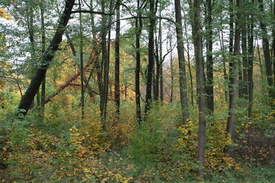 Trees in forest