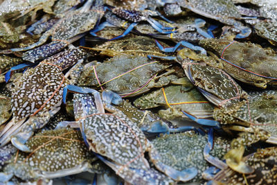 Horse crab in gulf of thailand.famous seafood taste of thailand