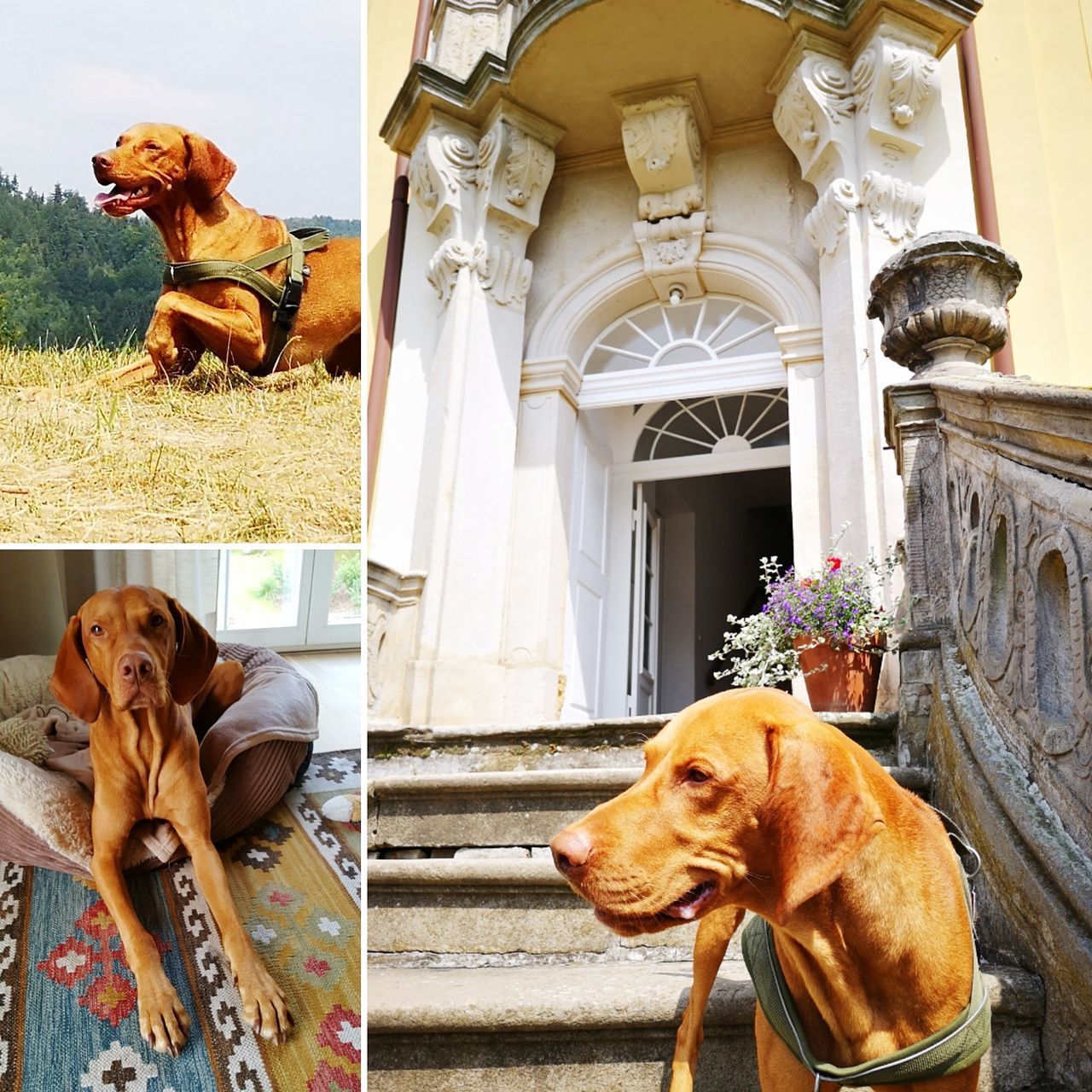 VIEW OF DOG LOOKING AT BUILDING