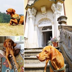 Dog sitting in a building