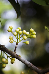Close-up of fruit growing on tree