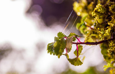 Close-up of flowering plant against tree